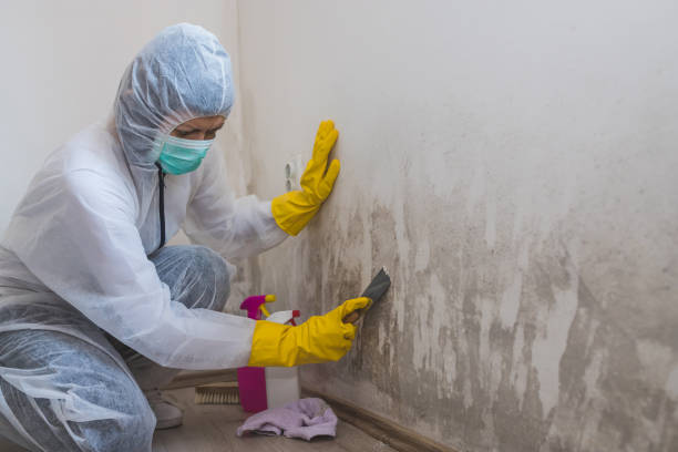 Reliable Monticello, IA Mold Removal Solutions